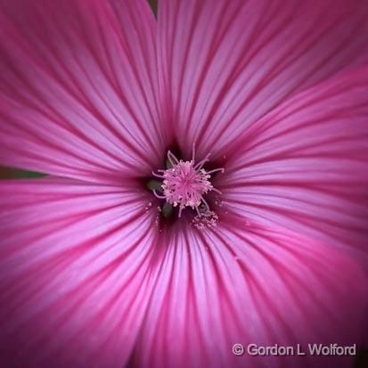 Pink Flower_50001.jpg - Photographed at Sudbury, Ontario, Canada.